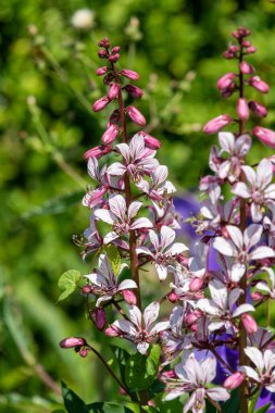 Çiçekler açtığında yanan çalıların (dictamnus albus) kapağını kapat