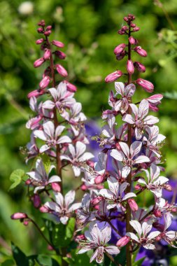 Çiçekler açtığında yanan çalıların (dictamnus albus) kapağını kapat
