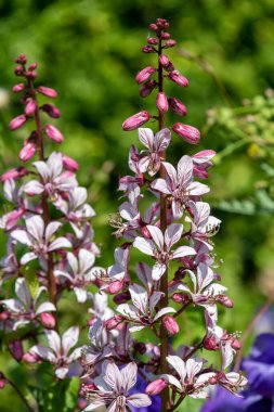 Çiçekler açtığında yanan çalıların (dictamnus albus) kapağını kapat