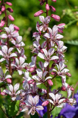 Çiçekler açtığında yanan çalıların (dictamnus albus) kapağını kapat