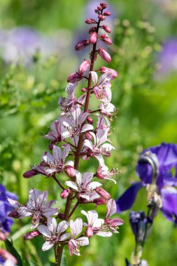 Çiçekler açtığında yanan çalıların (dictamnus albus) kapağını kapat