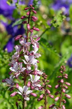 Çiçekler açtığında yanan çalıların (dictamnus albus) kapağını kapat
