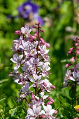 Çiçekler açtığında yanan çalıların (dictamnus albus) kapağını kapat