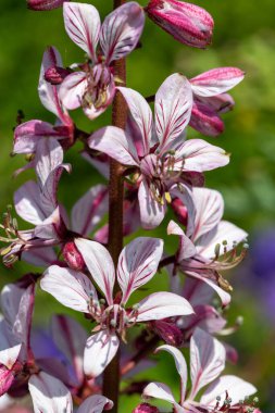 Çiçekler açtığında yanan çalıların (dictamnus albus) kapağını kapat