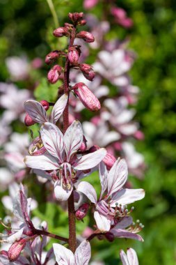 Çiçekler açtığında yanan çalıların (dictamnus albus) kapağını kapat