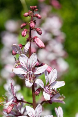 Çiçekler açtığında yanan çalıların (dictamnus albus) kapağını kapat