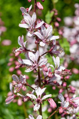 Çiçekler açtığında yanan çalıların (dictamnus albus) kapağını kapat