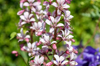 Çiçekler açtığında yanan çalıların (dictamnus albus) kapağını kapat