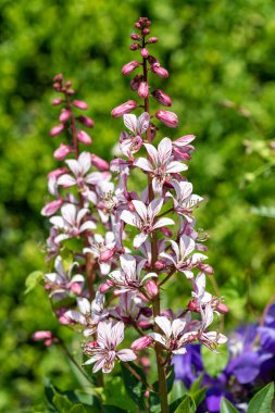 Çiçekler açtığında yanan çalıların (dictamnus albus) kapağını kapat