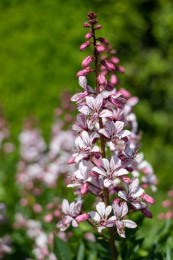 Çiçekler açtığında yanan çalıların (dictamnus albus) kapağını kapat