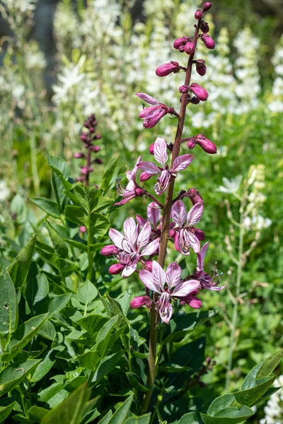 Çiçekler açtığında yanan çalıların (dictamnus albus) kapağını kapat