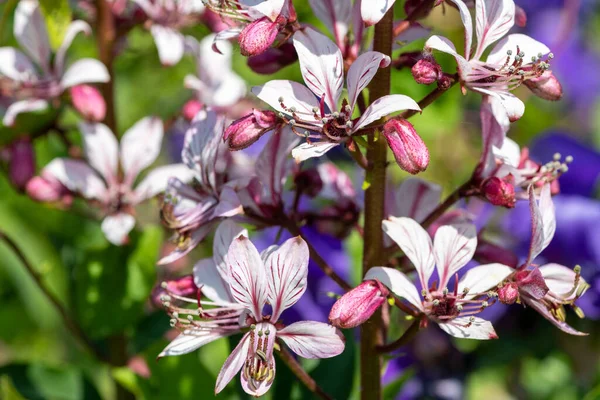 Çiçekler açtığında yanan çalıların (dictamnus albus) kapağını kapat