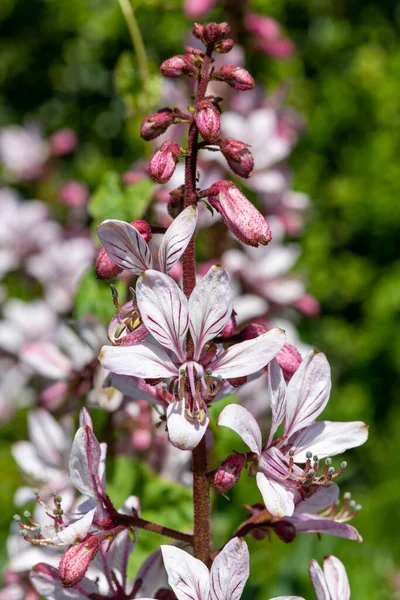 stock image Close up of burning bush (dictamnus albus) flowers in bloom