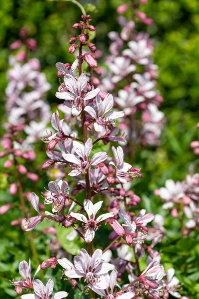 Çiçekler açtığında yanan çalıların (dictamnus albus) kapağını kapat