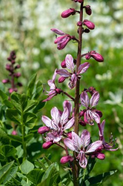 Çiçekler açtığında yanan çalıların (dictamnus albus) kapağını kapat