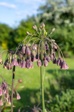 Çiçekteki ballı zambak (allium siculum) bitkisini kapat