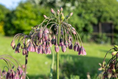 Çiçekteki ballı zambak (allium siculum) bitkisini kapat