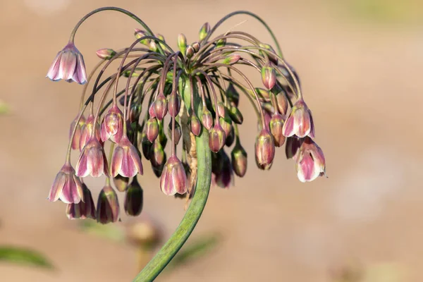 Primer Plano Una Planta Lirio Miel Allium Siculum Flor — Foto de Stock