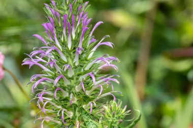 Çiçek açmış pembe bir lobelia bridgesii çiçeğine yaklaş