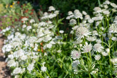 Astrantia çiçeklerinin açtığı yeri kapatın.