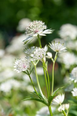 Astrantia çiçeklerinin açtığı yeri kapatın.