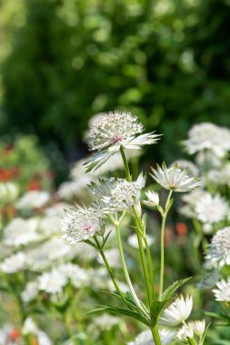 Astrantia çiçeklerinin açtığı yeri kapatın.