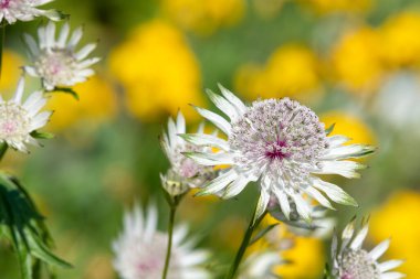 Çiçek açmış bir astrantia çiçeğine yaklaş