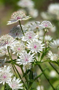 Astrantia çiçeklerinin açtığı yeri kapatın.