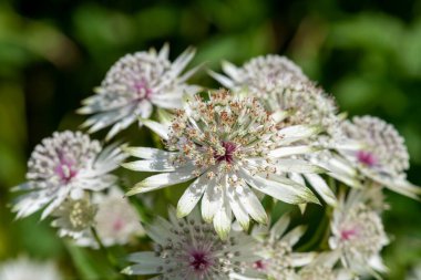 Astrantia çiçeklerinin açtığı yeri kapatın.