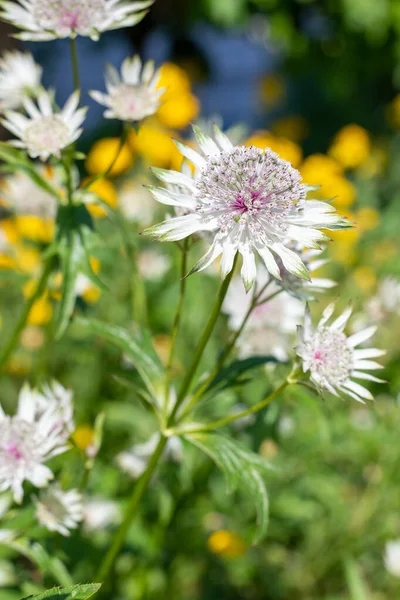 Astrantia çiçeklerinin açtığı yeri kapatın.