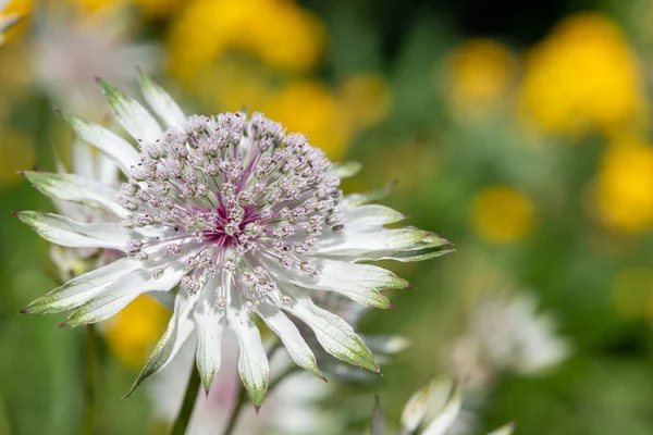 Close Astrantia Flower Bloom — Zdjęcie stockowe