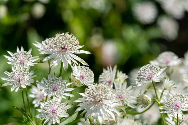 Крупним Планом Квіти Астранії Цвітуть — стокове фото