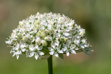 Geniş yapraklı sarımsağın (allium nigrum) çiçeğinin çiçek açışını kapat