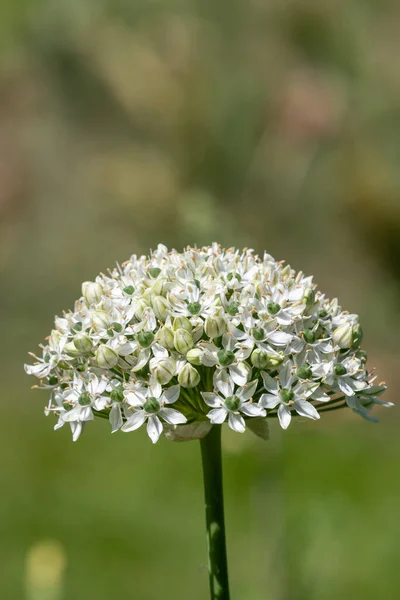 Närbild Bladvitlök Allium Nigrum Blomma Blom — Stockfoto