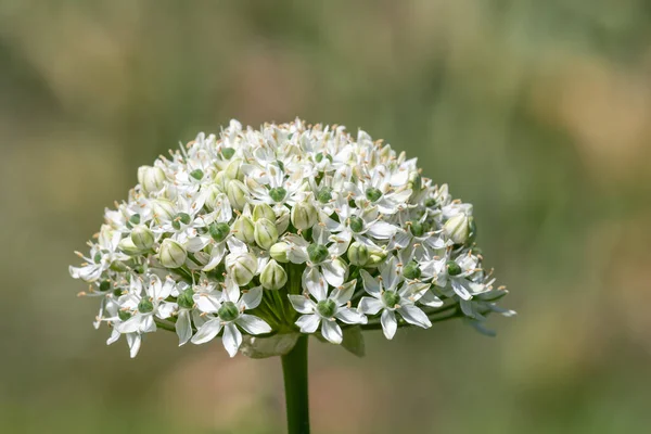 Allium Nigrum — 스톡 사진