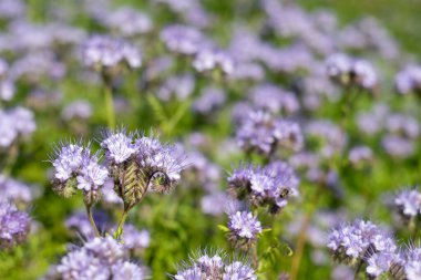 Dancy phacelia (facelia tanacetifolia) çiçeklerinin açılışını kapat