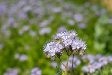 Dancy phacelia (facelia tanacetifolia) çiçeklerinin açılışını kapat