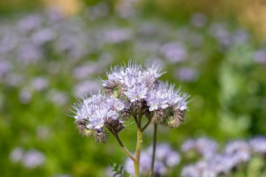 Dancy phacelia (facelia tanacetifolia) çiçeklerinin açılışını kapat