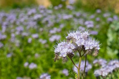 Dancy phacelia (facelia tanacetifolia) çiçeklerinin açılışını kapat