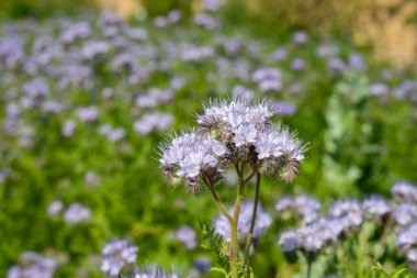 Dancy phacelia (facelia tanacetifolia) çiçeklerinin açılışını kapat