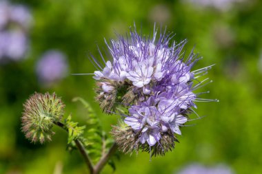 Dancy phacelia (facelia tanacetifolia) çiçeklerinin açılışını kapat