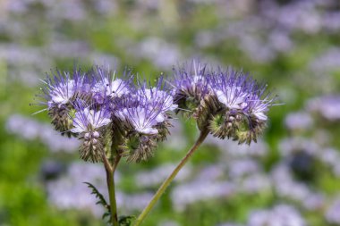 Dancy phacelia (facelia tanacetifolia) çiçeklerinin açılışını kapat