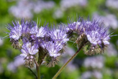 Dancy phacelia (facelia tanacetifolia) çiçeklerinin açılışını kapat
