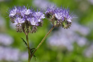 Dancy phacelia (facelia tanacetifolia) çiçeklerinin açılışını kapat