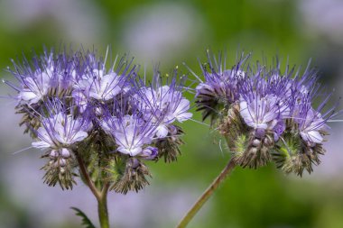Dancy phacelia (facelia tanacetifolia) çiçeklerinin açılışını kapat