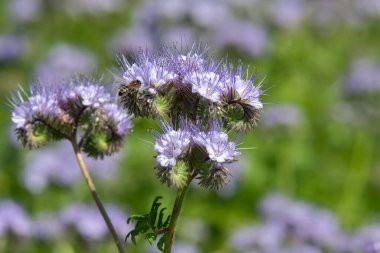 Dancy phacelia (facelia tanacetifolia) çiçeklerinin açılışını kapat