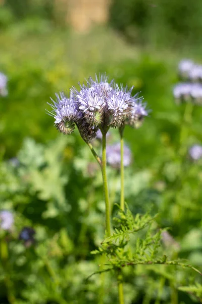 Dancy phacelia (facelia tanacetifolia) çiçeklerinin açılışını kapat