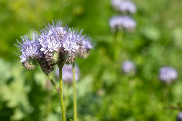 stock image Close up of lacy phacelia (phacelia tanacetifolia) flowers in bloom