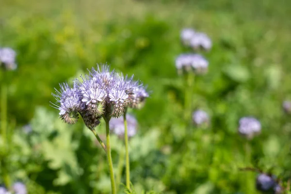 stock image Close up of lacy phacelia (phacelia tanacetifolia) flowers in bloom