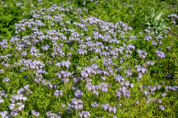 Close Lacy Phacelia Phacelia Tanacetifolia Flowers Bloom — Stock Photo, Image